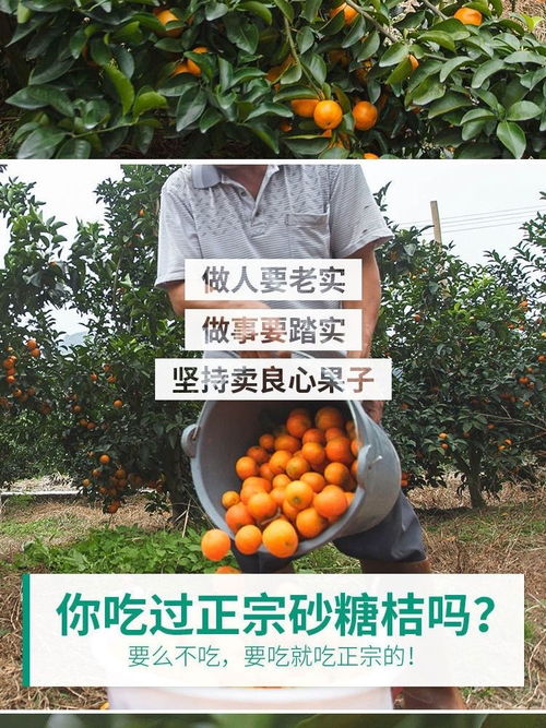 广东正宗四会砂糖橘新鲜水果应季水果非广西蜜桔手剥沙糖桔批发